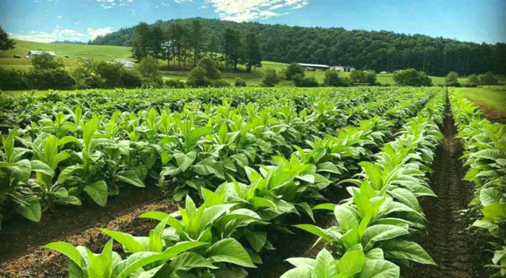 A harmonious blend of nature and human expertise – a farmer tenderly caring for tobacco plants in the vibrant fields of Brazil.