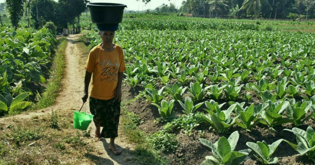 Indonesian tobacco farmer delicately harvesting leaves