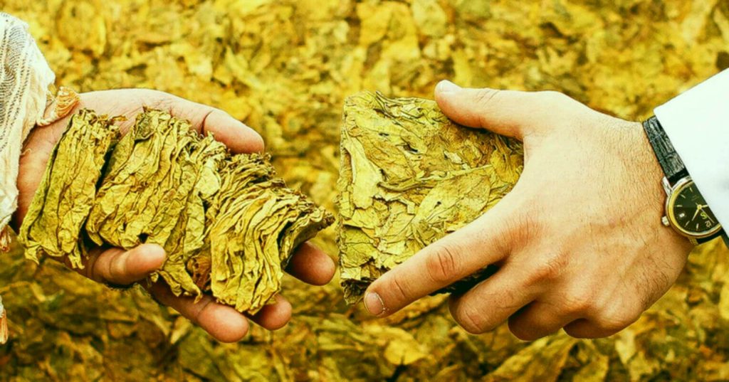 Traditional Izmir Tobacco Leaves: A Visual Delight